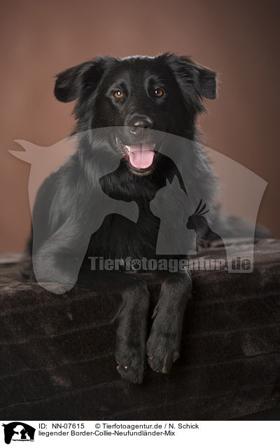 liegender Border-Collie-Neufundlnder-Mix / lying Border-Collie-Newfoundland mongrel / NN-07615