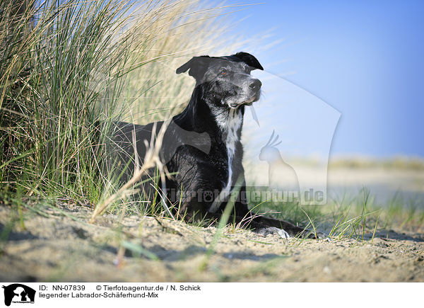 liegender Labrador-Schferhund-Mix / lying Labrador-Shepherd mongrel / NN-07839