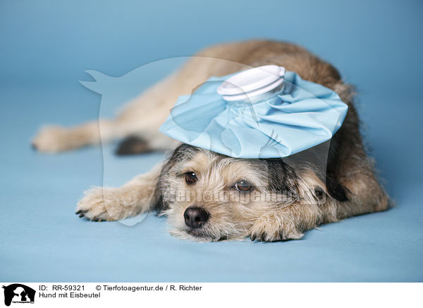 Hund mit Eisbeutel / dog with icepack / RR-59321