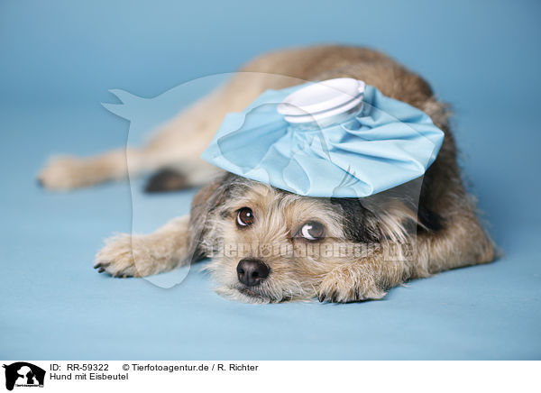 Hund mit Eisbeutel / dog with icepack / RR-59322