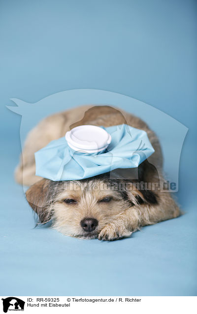 Hund mit Eisbeutel / dog with icepack / RR-59325