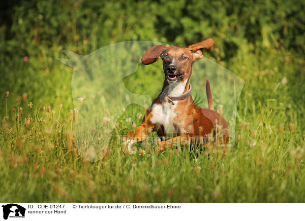 rennender Hund / running dog / CDE-01247