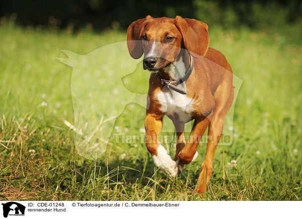 rennender Hund / running dog / CDE-01248