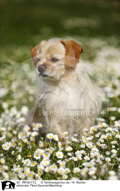 sitzender Tibet-Spaniel-Mischling / sitting Tibetan-Spaniel-Mongrel / RR-60172