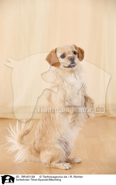 bettelnder Tibet-Spaniel-Mischling / begging Tibetan-Spaniel-Mongrel / RR-60198