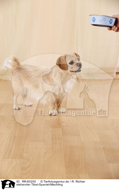 stehender Tibet-Spaniel-Mischling / standing Tibetan-Spaniel-Mongrel / RR-60200