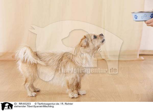 stehender Tibet-Spaniel-Mischling / standing Tibetan-Spaniel-Mongrel / RR-60203