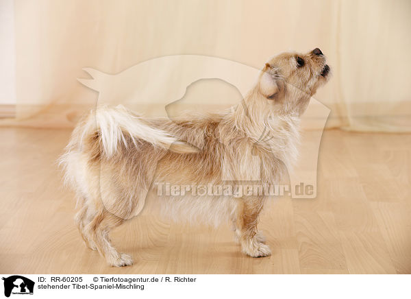 stehender Tibet-Spaniel-Mischling / standing Tibetan-Spaniel-Mongrel / RR-60205