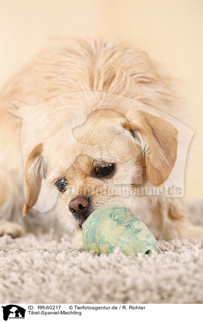 Tibet-Spaniel-Mischling / Tibetan-Spaniel-Mongrel / RR-60217