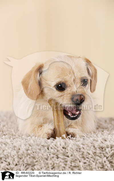 liegender Tibet-Spaniel-Mischling / lying Tibetan-Spaniel-Mongrel / RR-60220