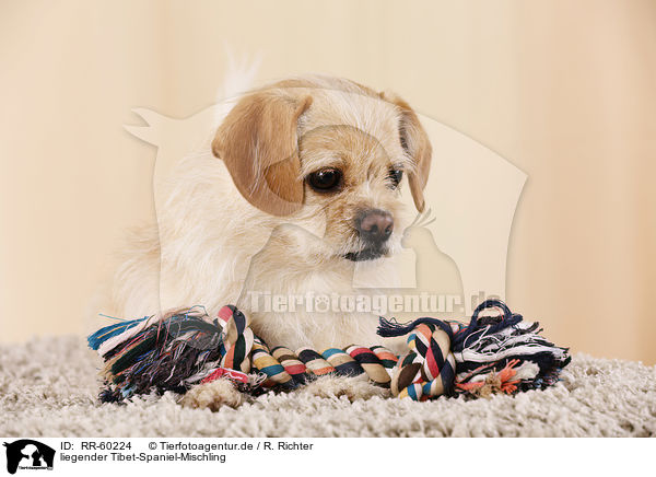 liegender Tibet-Spaniel-Mischling / lying Tibetan-Spaniel-Mongrel / RR-60224