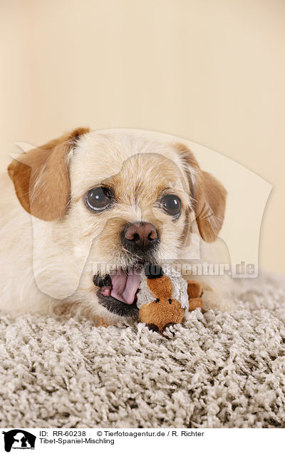 Tibet-Spaniel-Mischling / Tibetan-Spaniel-Mongrel / RR-60238