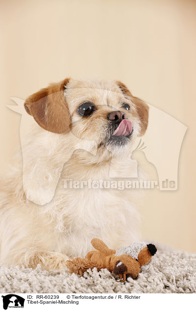 Tibet-Spaniel-Mischling / Tibetan-Spaniel-Mongrel / RR-60239