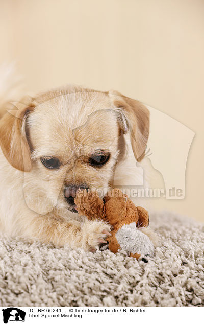 Tibet-Spaniel-Mischling / Tibetan-Spaniel-Mongrel / RR-60241