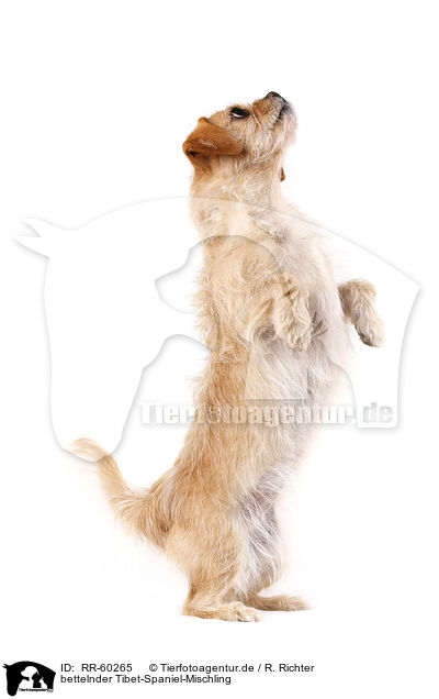 bettelnder Tibet-Spaniel-Mischling / begging Tibetan-Spaniel-Mongrel / RR-60265