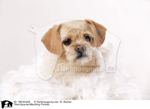 Tibet-Spaniel-Mischling Portrait / Tibetan-Spaniel-Mongrel Portrait / RR-60269