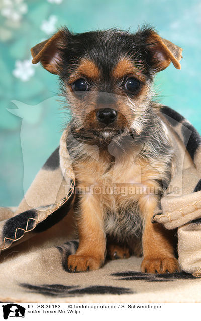 ser Terrier-Mix Welpe / cute Terrier-Mongrel Puppy / SS-36183