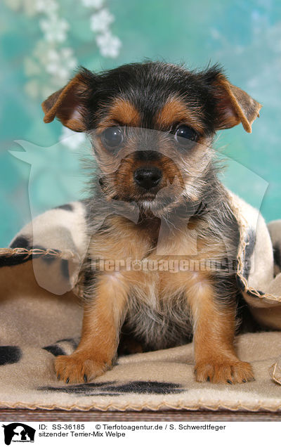 sitzender Terrier-Mix Welpe / sitting Terrier-Mongrel Puppy / SS-36185