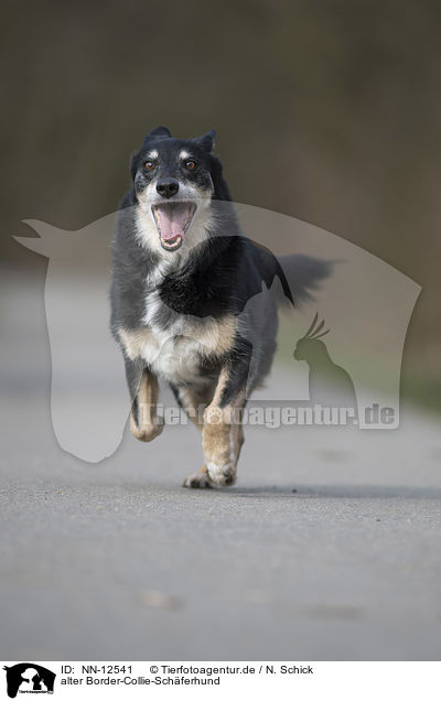 alter Border-Collie-Schferhund / old Border-Collie-Shepherd / NN-12541