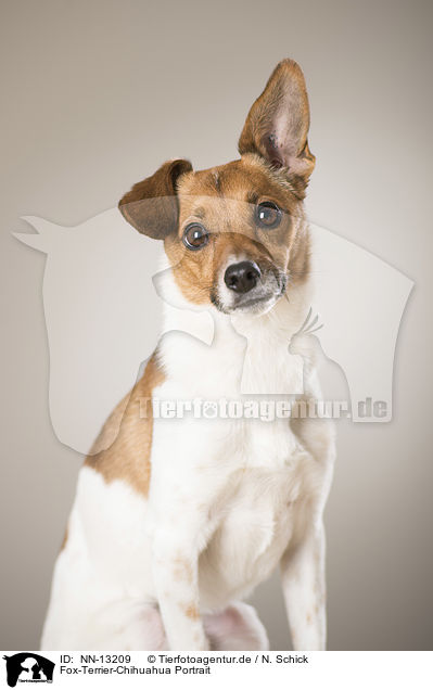 Fox-Terrier-Chihuahua Portrait / Fox-Terrier-Chihuahua Portrait / NN-13209