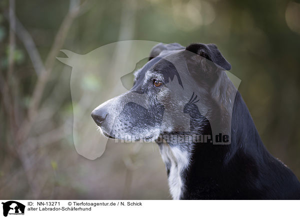 alter Labrador-Schferhund / old Labrador-Shepherd / NN-13271