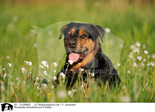 Rottweiler-Schferhund Portrait / Rottweiler-Shepherd Portrait / YJ-08663