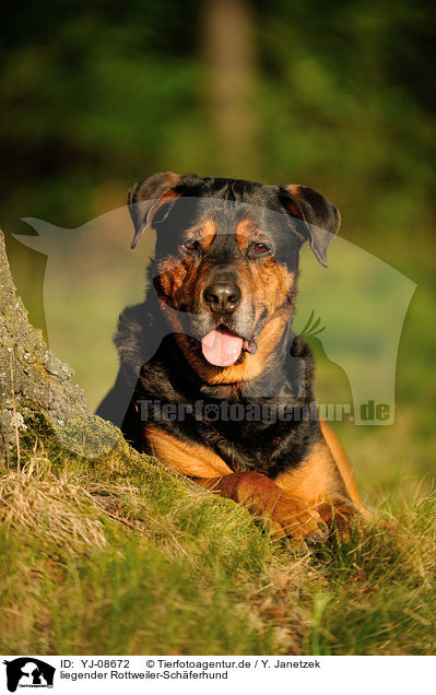 liegender Rottweiler-Schferhund / lying Rottweiler-Shepherd / YJ-08672