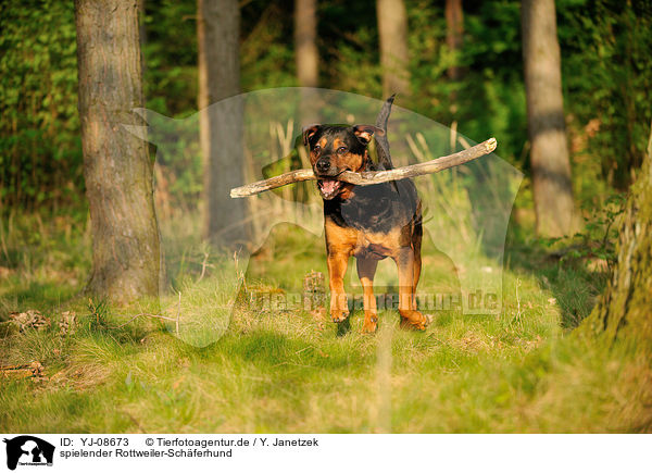 spielender Rottweiler-Schferhund / playing Rottweiler-Shepherd / YJ-08673