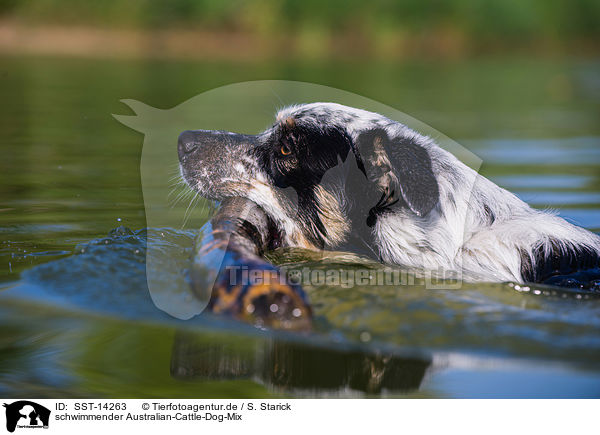 schwimmender Australian-Cattle-Dog-Mix / swimming Australian-Cattle-Dog-Mongrel / SST-14263