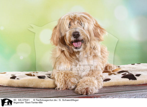 liegender Tibet-Terrier-Mix / lying Tibet-Terrier-Mongrel / SS-37641