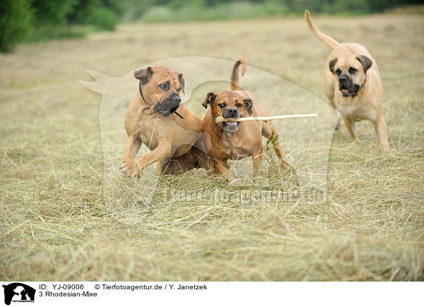 3 Rhodesian-Mixe / 3 Rhodesian-Mongrels / YJ-09006