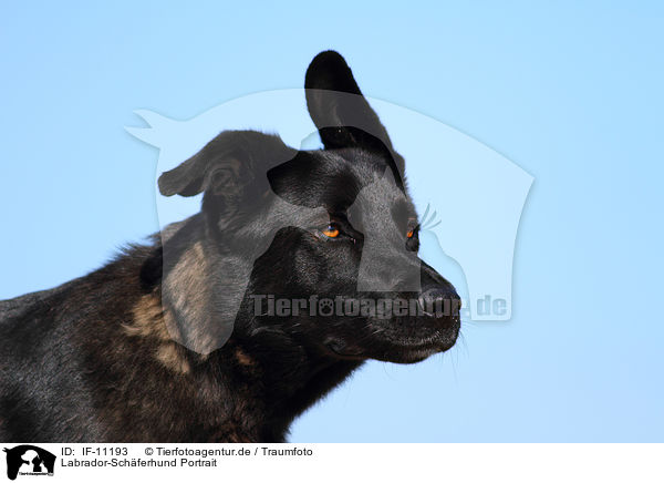Labrador-Schferhund Portrait / IF-11193
