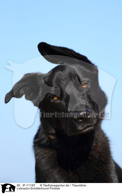Labrador-Schferhund Portrait / IF-11197