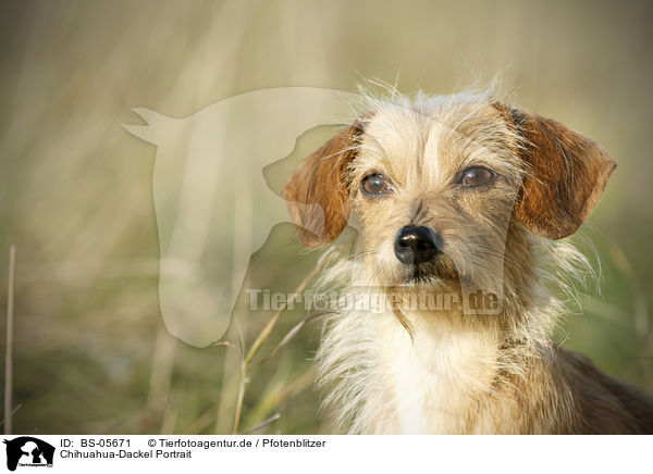 Chihuahua-Dackel Portrait / BS-05671