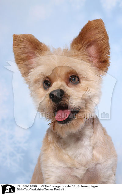 Shih-Tzu-Yorkshire-Terrier Portrait / Shih-Tzu-Yorkshire-Terrier Portrait / SS-37896