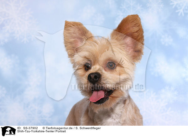 Shih-Tzu-Yorkshire-Terrier Portrait / Shih-Tzu-Yorkshire-Terrier Portrait / SS-37902