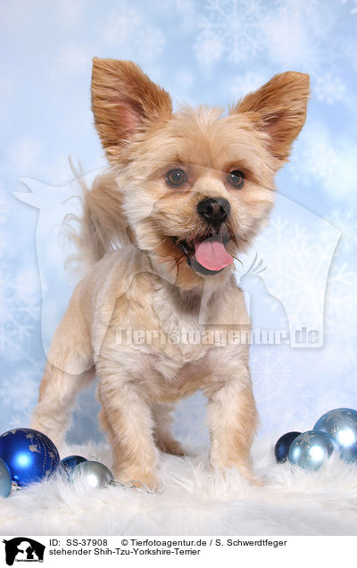 stehender Shih-Tzu-Yorkshire-Terrier / standing Shih-Tzu-Yorkshire-Terrier / SS-37908