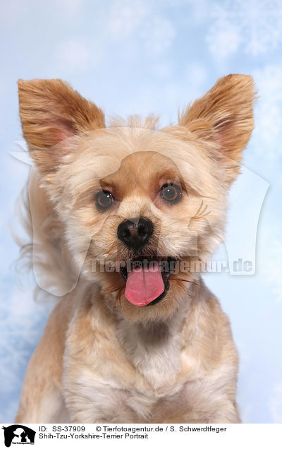 Shih-Tzu-Yorkshire-Terrier Portrait / Shih-Tzu-Yorkshire-Terrier Portrait / SS-37909