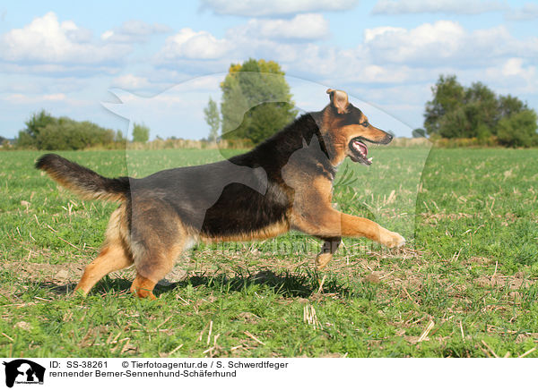 rennender Berner-Sennenhund-Schferhund / SS-38261