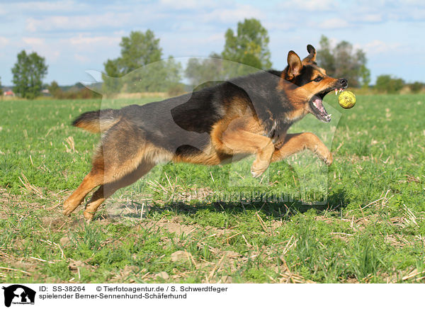 spielender Berner-Sennenhund-Schferhund / SS-38264