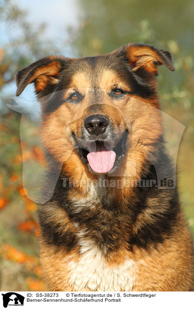 Berner-Sennenhund-Schferhund Portrait / Bernese-Mountain-Dog-Shepherd Portrait / SS-38273