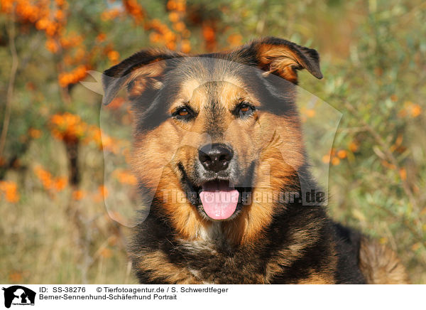 Berner-Sennenhund-Schferhund Portrait / Bernese-Mountain-Dog-Shepherd Portrait / SS-38276
