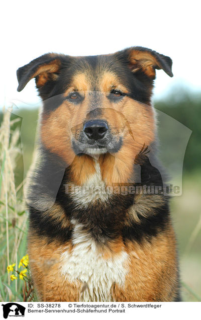 Berner-Sennenhund-Schferhund Portrait / Bernese-Mountain-Dog-Shepherd Portrait / SS-38278