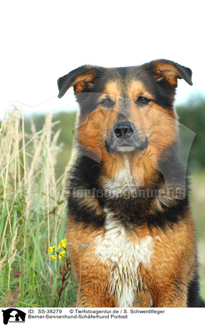 Berner-Sennenhund-Schferhund Portrait / Bernese-Mountain-Dog-Shepherd Portrait / SS-38279