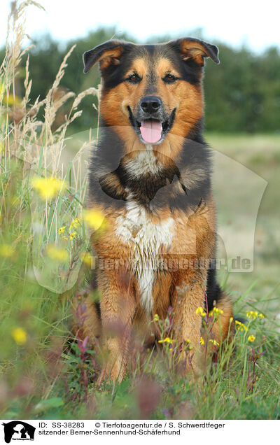 sitzender Berner-Sennenhund-Schferhund / sitting Bernese-Mountain-Dog-Shepherd / SS-38283