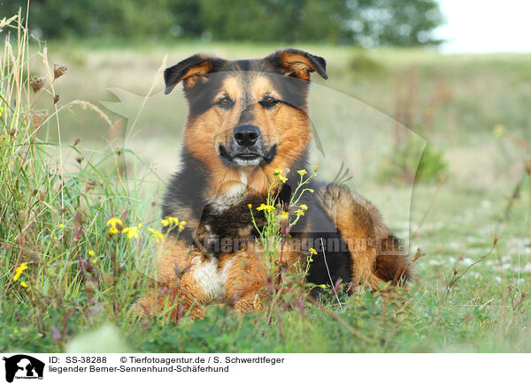 liegender Berner-Sennenhund-Schferhund / lying Bernese-Mountain-Dog-Shepherd / SS-38288