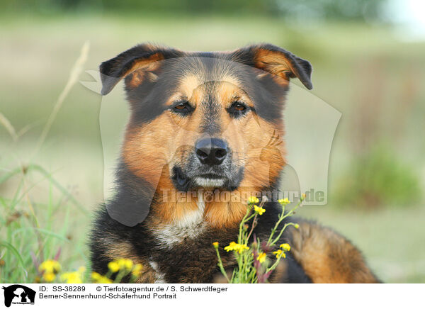 Berner-Sennenhund-Schferhund Portrait / Bernese-Mountain-Dog-Shepherd Portrait / SS-38289