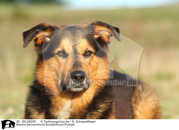 Berner-Sennenhund-Schferhund Portrait / Bernese-Mountain-Dog-Shepherd Portrait / SS-38290