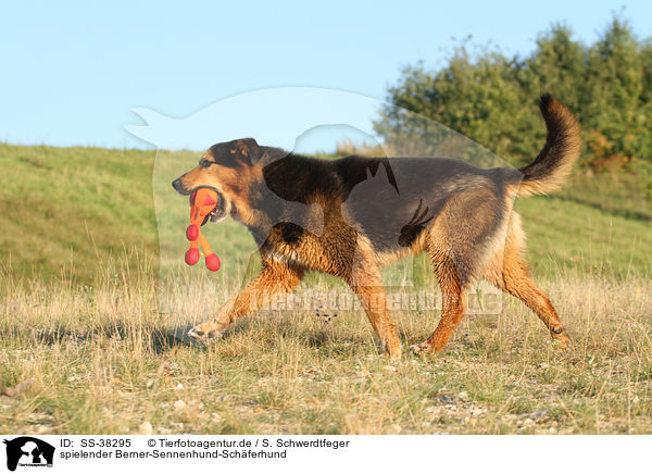 spielender Berner-Sennenhund-Schferhund / playing Bernese-Mountain-Dog-Shepherd / SS-38295