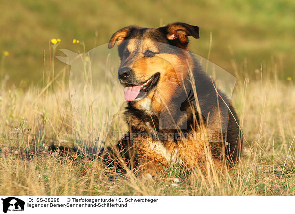 liegender Berner-Sennenhund-Schferhund / lying Bernese-Mountain-Dog-Shepherd / SS-38298